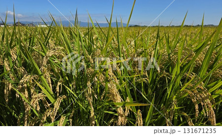 秋の風景 実る稲穂 2 131671235
