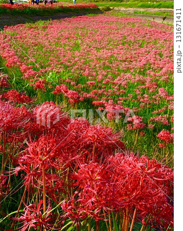 満開の彼岸花〈矢勝川堤/愛知県半田市〉 満開の彼岸花〈矢勝川堤/愛知県半田市〉 131671411