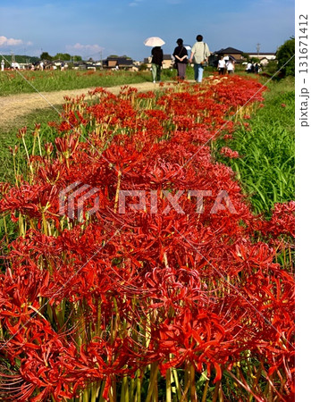 満開の彼岸花〈矢勝川堤/愛知県半田市〉 満開の彼岸花〈矢勝川堤/愛知県半田市〉 131671412