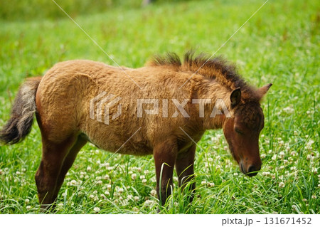 放牧地で草を食むポニーの赤ちゃん 131671452