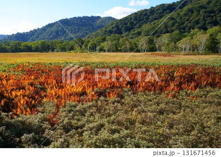 草紅葉の尾瀬ヶ原 草紅葉の尾瀬ヶ原 131671456