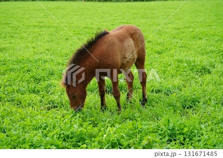 放牧地で草を食むポニーの赤ちゃん 放牧地で草を食むポニーの赤ちゃん 131671485