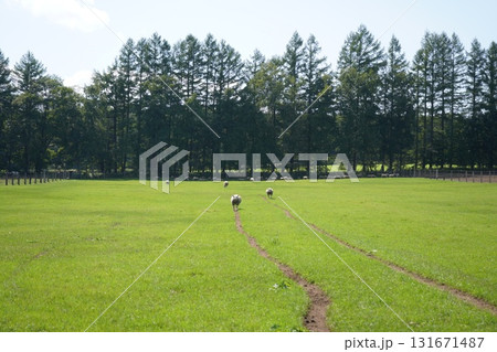 羊の行進 131671487