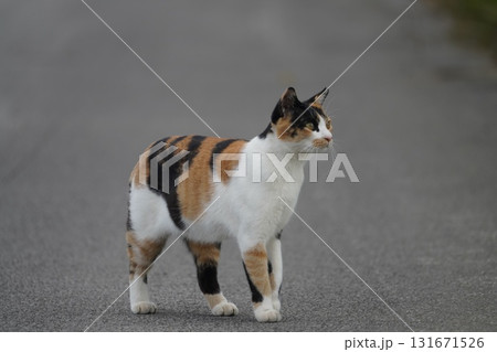 勇ましく狩りに出かけるサクラネコ 131671526
