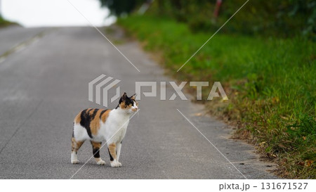 勇ましく狩りに出かけるサクラネコ 勇ましく狩りに出かけるサクラネコ 131671527