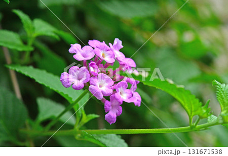 植物：コバノランタナ　クマツヅラ科 131671538