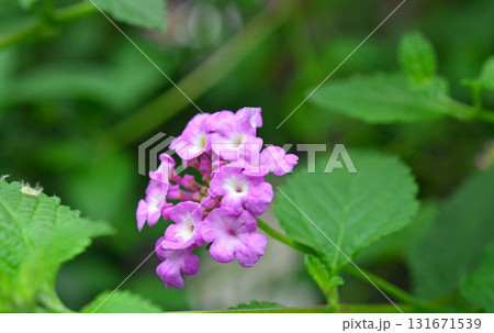 植物：コバノランタナ　クマツヅラ科 131671539