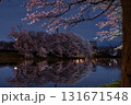 夜桜リフレクション 131671548