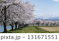 桜並木 131671551
