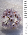 雪の上に散る桜 131671553