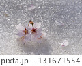 雪の上に散る桜 131671554