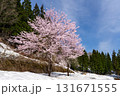 雪の上で満開に咲く桜 131671555