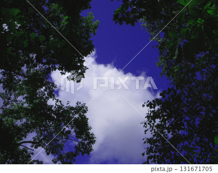見上げると青空 131671705