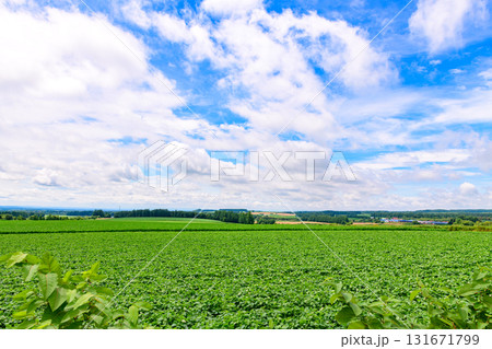 北海道 十勝の広大な農場 北海道 十勝の広大な農場 131671799