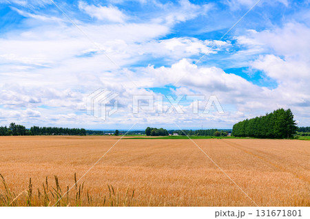 北海道 十勝の広大な農場 131671801