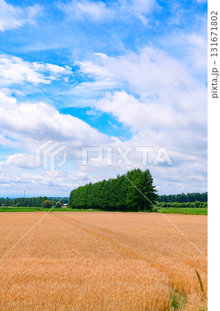 北海道 十勝の広大な農場 131671802