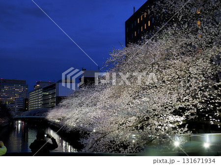 夜桜見物・大横川・東京江東区 131671934