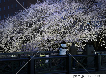 夜桜見物・大横川・東京江東区 131671936
