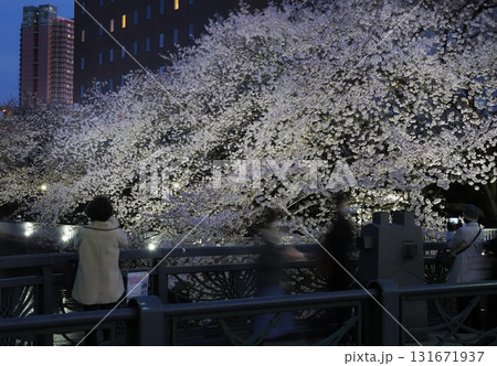 夜桜見物・大横川・東京江東区 131671937