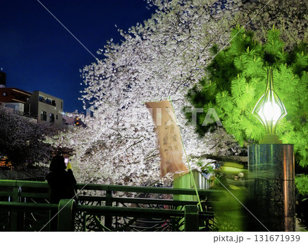 夜桜見物・大横川・東京江東区 131671939