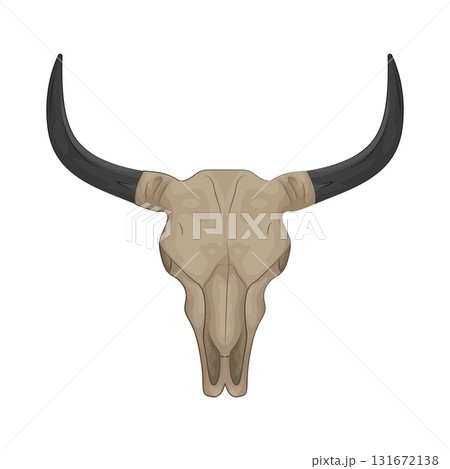 Illustration of Texas longhorn bull skull  131672138