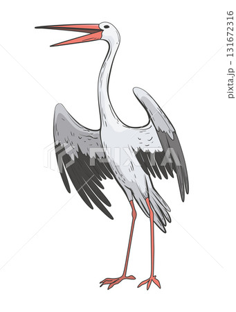 Crane bird in realistic style, high quality detail. Vector illustration Crane bird in realistic style, high quality detail. Vector illustration 131672316