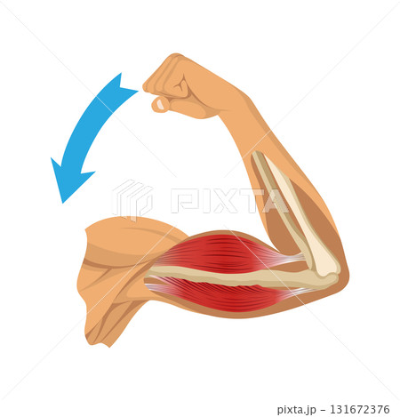 Arm muscle biceps with skeleton. Muscle tension of human hand on white background. Bones and joints in male silhouette. Medical vector illustration of hand for clinic or hospital 131672376