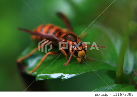 キイロスズメバチ 131672399