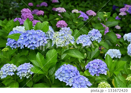 幸手市権現堂堤に咲くアジサイの花 幸手市権現堂堤に咲くアジサイの花 131672420