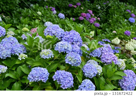幸手市権現堂堤に咲くアジサイの花 131672422