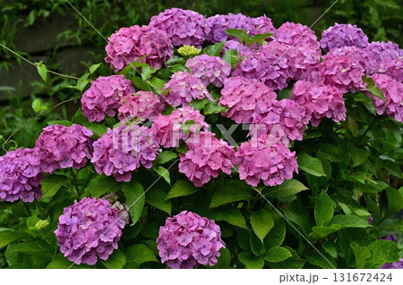 幸手市権現堂堤に咲くアジサイの花 幸手市権現堂堤に咲くアジサイの花 131672424