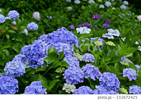 幸手市権現堂堤に咲くアジサイの花 131672425