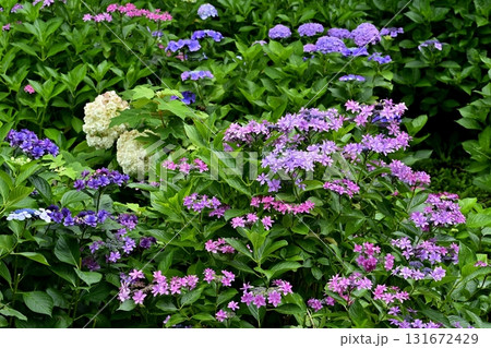 幸手市権現堂堤に咲くアジサイの花 131672429