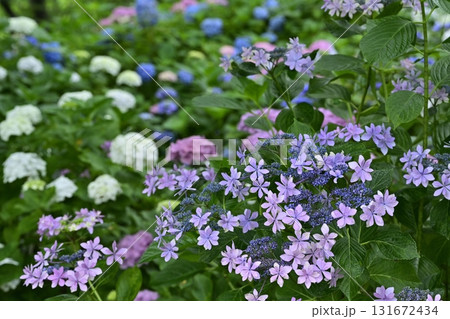 幸手市権現堂堤に咲くアジサイの花 131672434