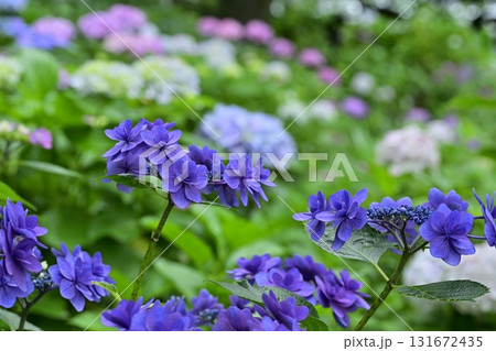 幸手市権現堂堤に咲くアジサイの花 幸手市権現堂堤に咲くアジサイの花 131672435