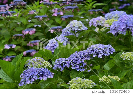 幸手市権現堂堤に咲くアジサイの花 幸手市権現堂堤に咲くアジサイの花 131672460