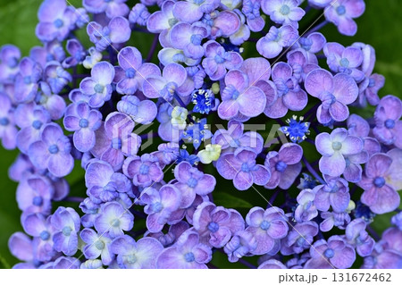 幸手市権現堂堤に咲くアジサイの花 幸手市権現堂堤に咲くアジサイの花 131672462