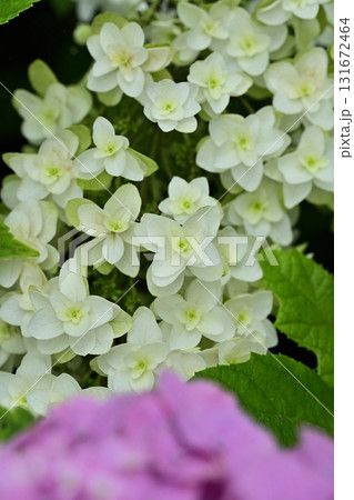 幸手市権現堂堤に咲くアジサイの花 131672464
