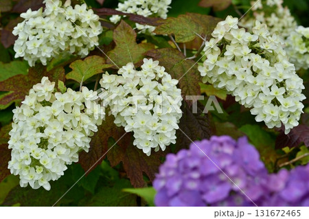 幸手市権現堂堤に咲くアジサイの花 幸手市権現堂堤に咲くアジサイの花 131672465