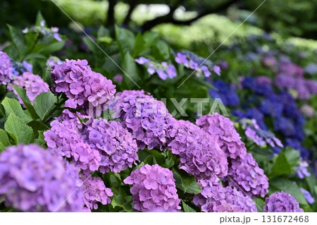幸手市権現堂堤に咲くアジサイの花 幸手市権現堂堤に咲くアジサイの花 131672468