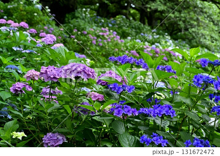 幸手市権現堂堤に咲くアジサイの花 131672472