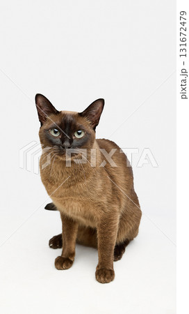 Brown cat standing alert with focused gaze on white background Brown cat standing alert with focused gaze on white background 131672479