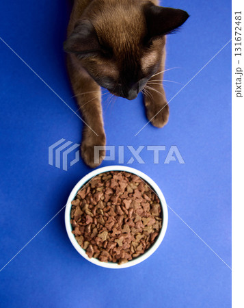 Brown cat above bowl of dry pet food on blue background Brown cat above bowl of dry pet food on blue background 131672481