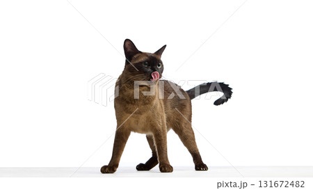 Brown cat standing with tongue out licking nose 131672482