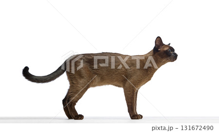 Brown cat walking with focus and confidence on white background Brown cat walking with focus and confidence on white background 131672490