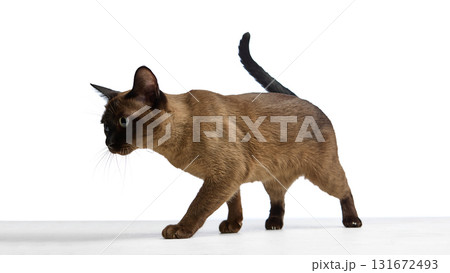 Burmese cat walking across surface isolated on white 131672493