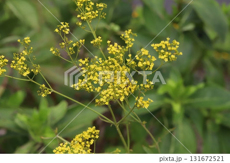 秋の庭に咲く黄色い小さなオミナエシの花 131672521