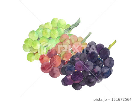 水彩で描いた3種類の葡萄のイラスト素材【手描き】白バック 切り抜き 水彩で描いた3種類の葡萄のイラスト素材【手描き】白バック 切り抜き 131672564