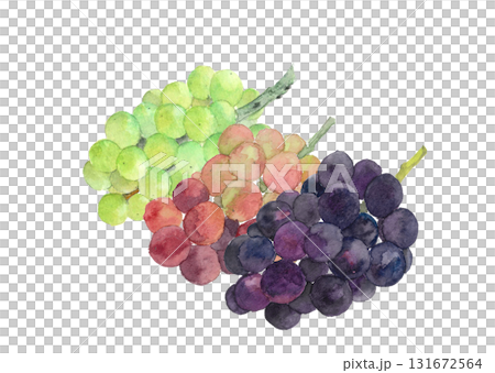 水彩で描いた3種類の葡萄のイラスト素材【手描き】白バック 切り抜き 水彩で描いた3種類の葡萄のイラスト素材【手描き】白バック 切り抜き 131672564