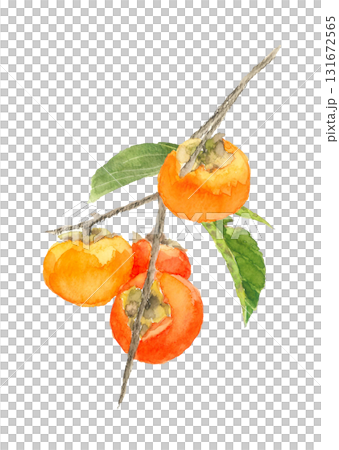 水彩で描いた葉枝付き柿の実のイラスト素材【手描き】白バック 切り抜き コピースペースあり 131672565